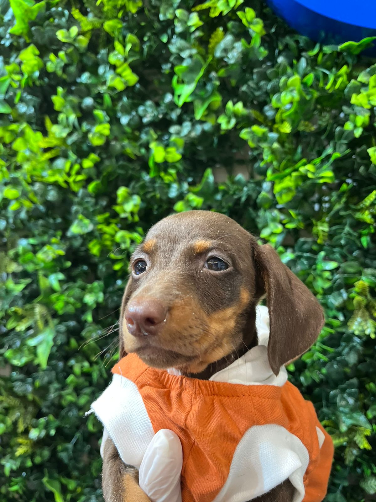 dachshund
