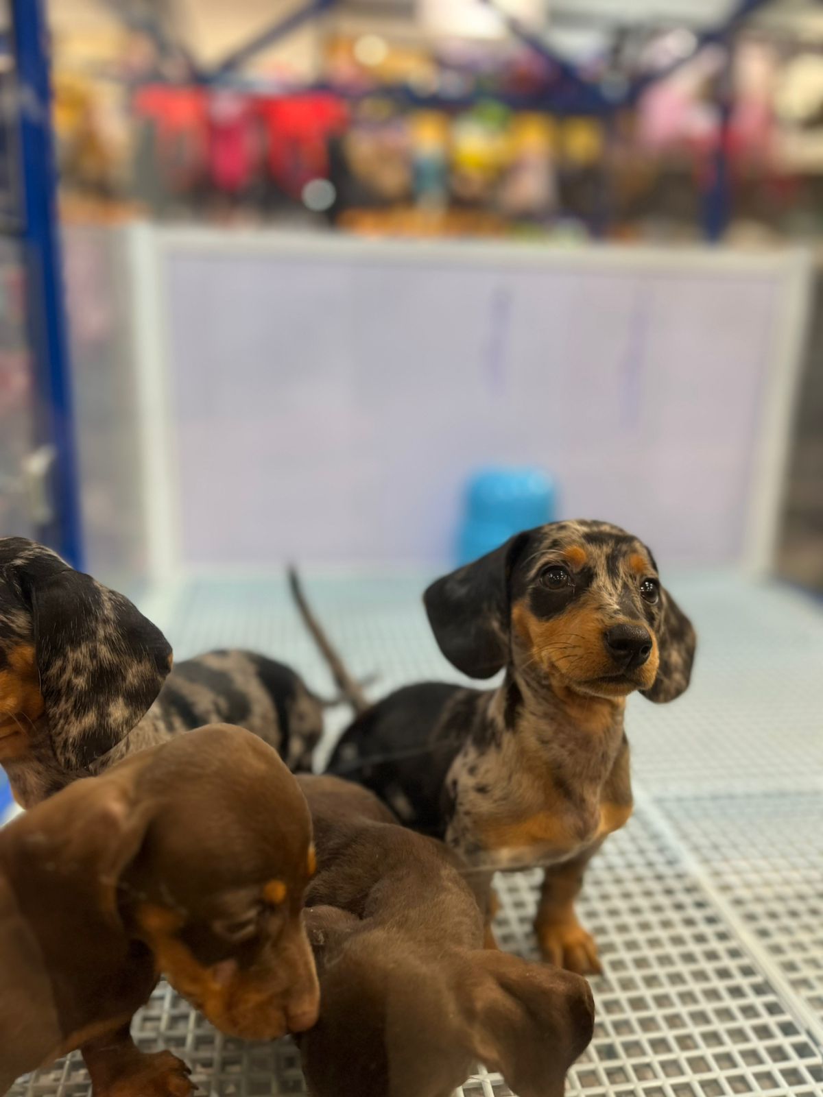 dachshund