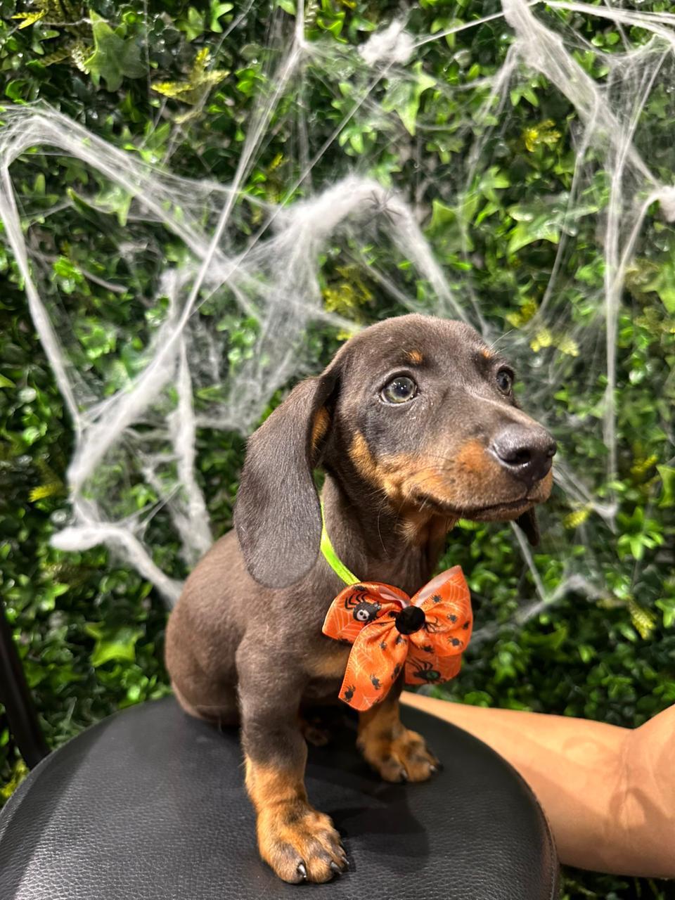 dachshund