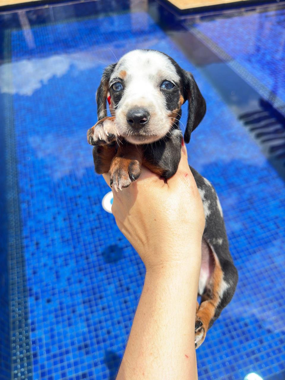 dachshund
