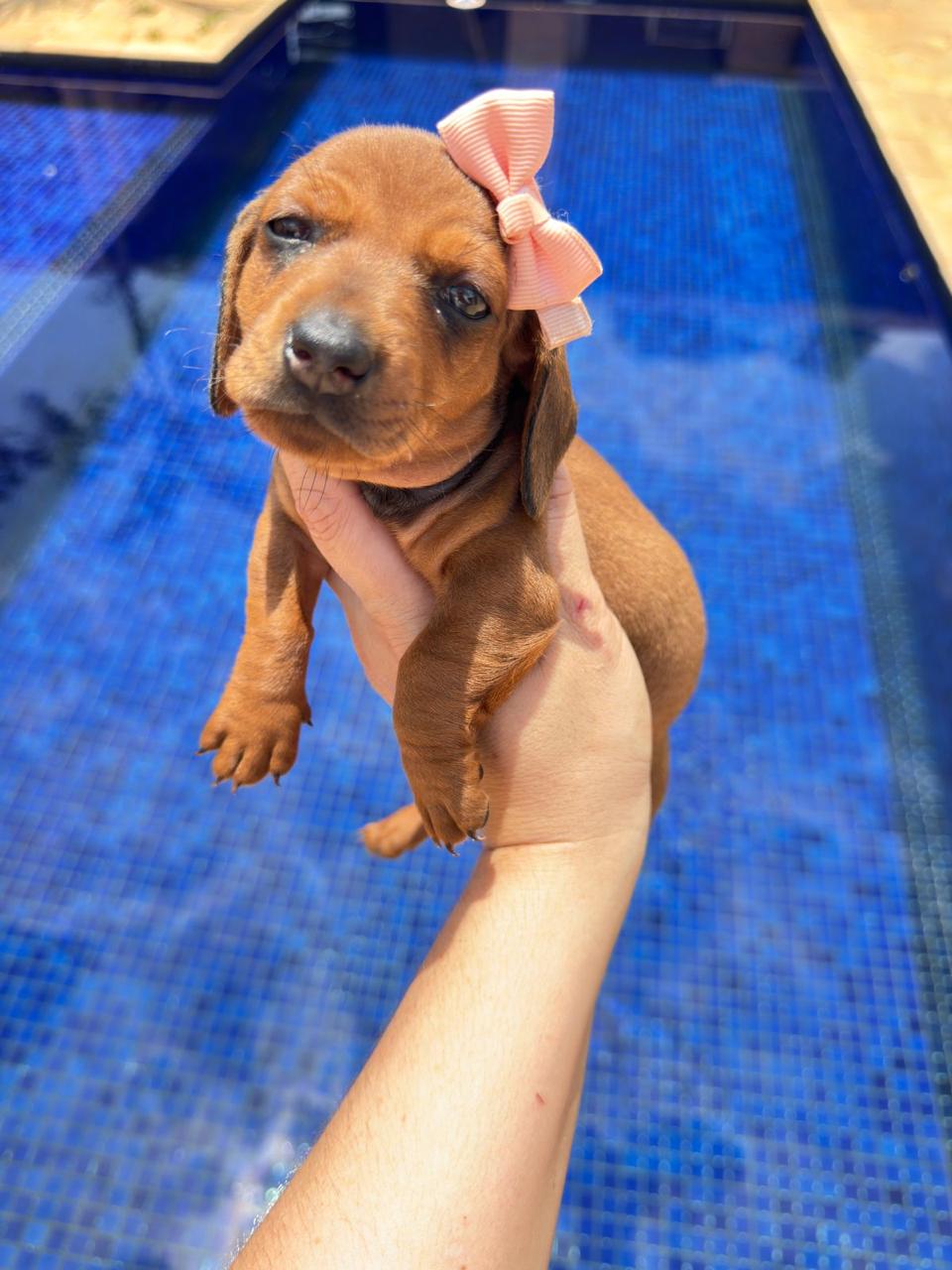 dachshund