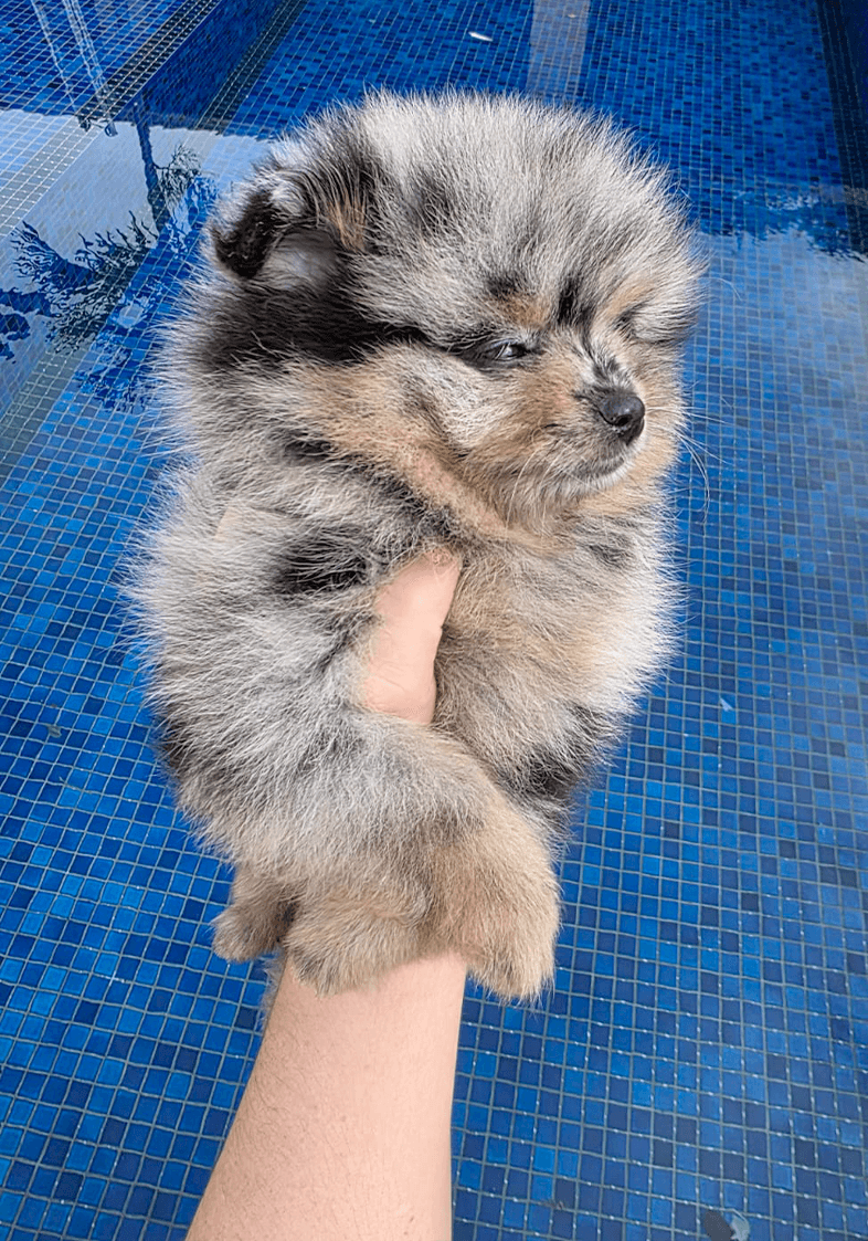 Lulu da Pomerânia 12