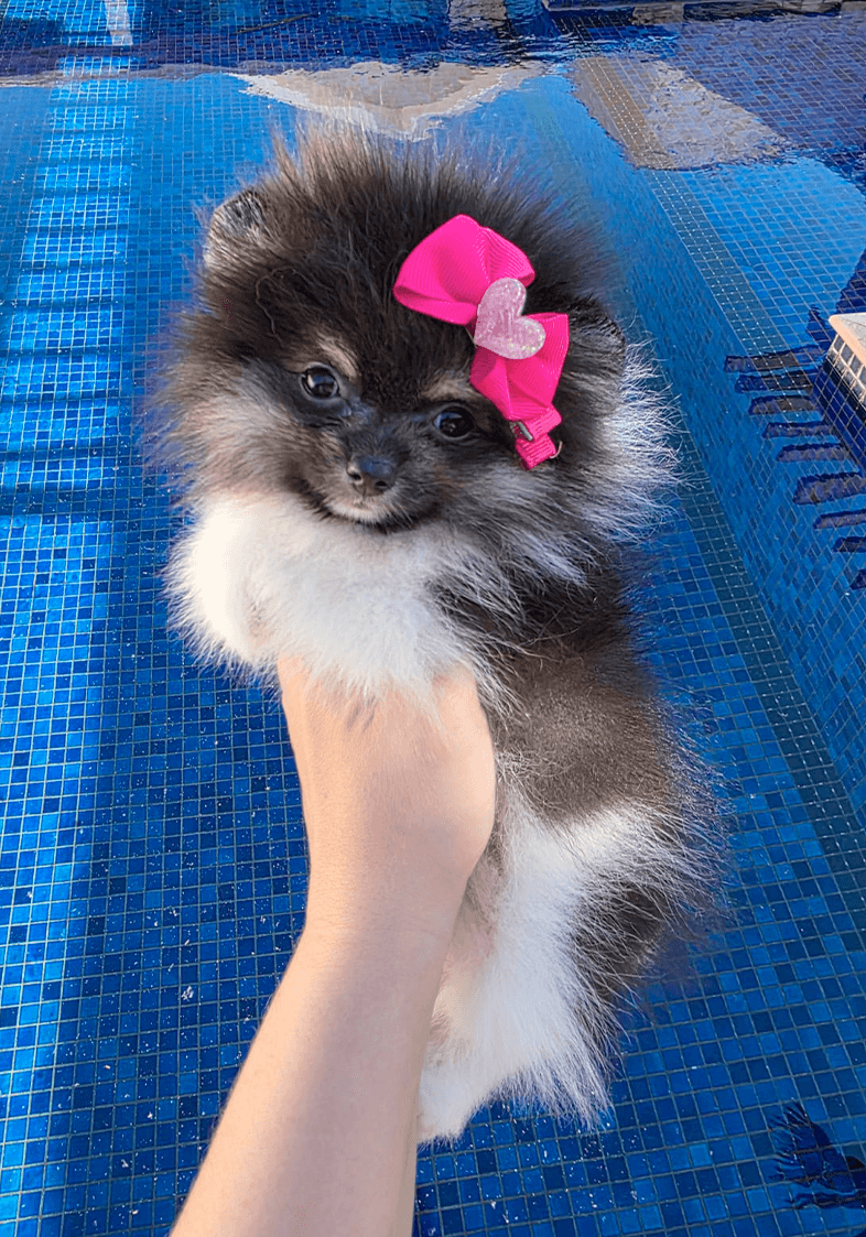 Lulu da Pomerânia 13