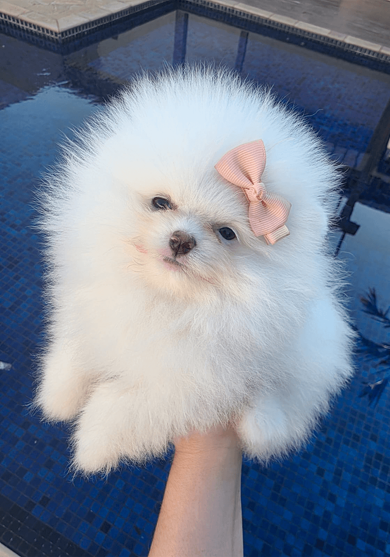 Lulu da Pomerânia 3