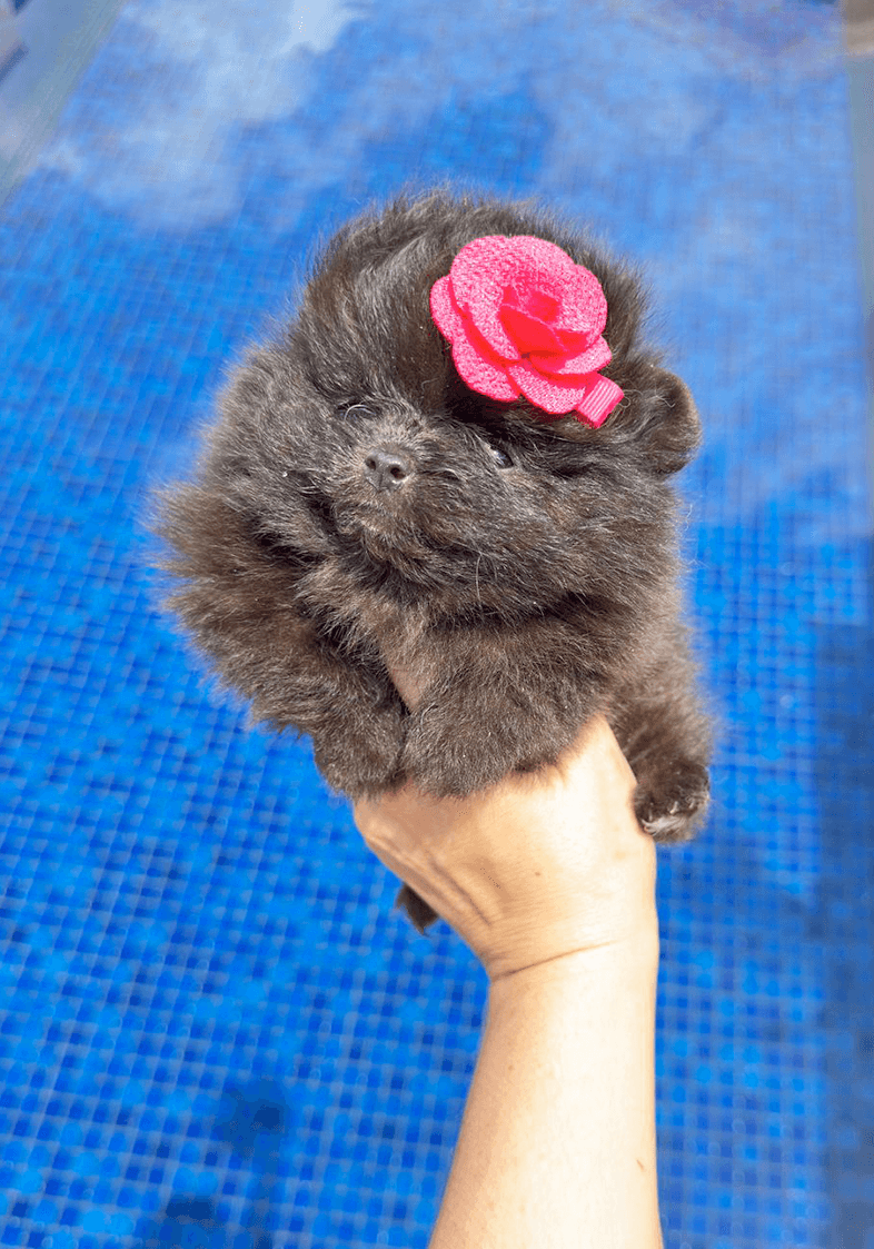 Lulu da Pomerânia 6