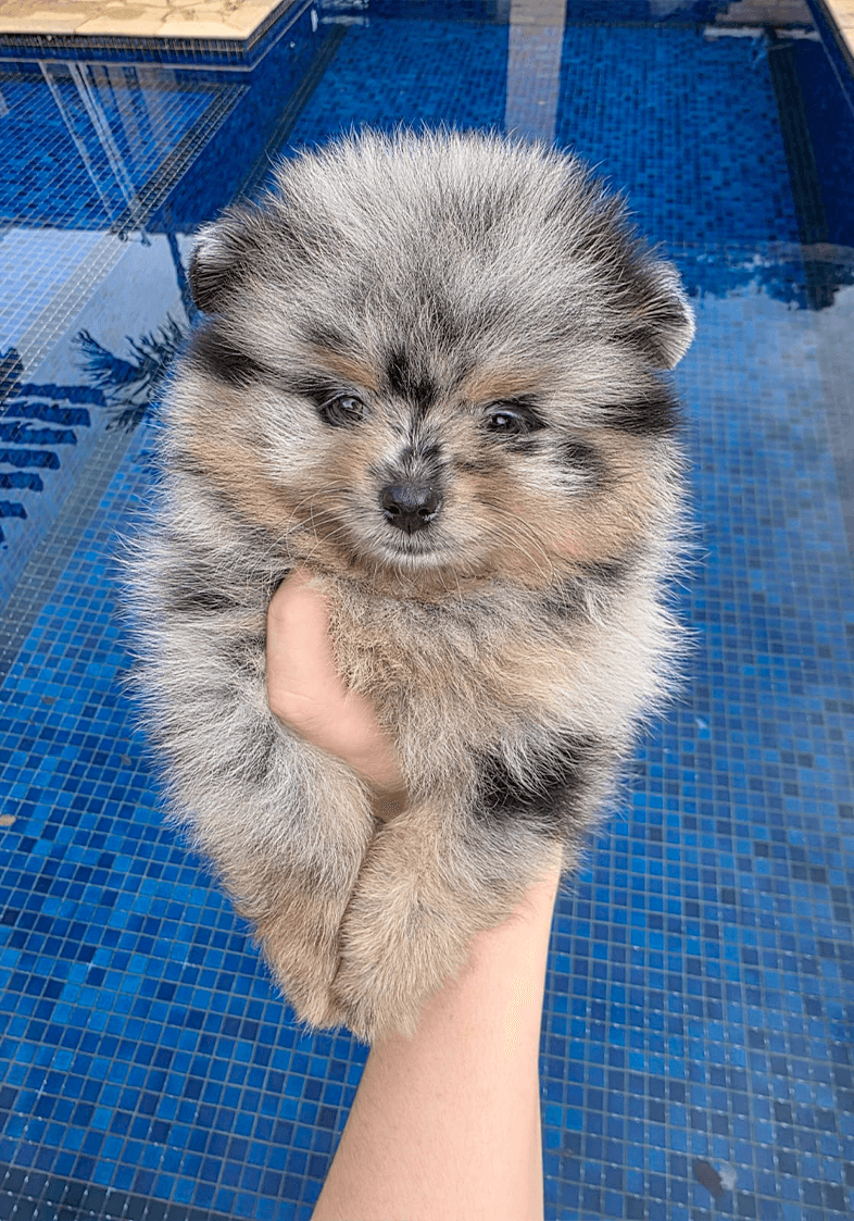 Lulu da Pomerânia 7